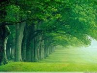 进入树下听雨的专栏