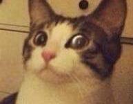 ����ĭɫˮ�µ�ר��