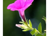 �����������ר��