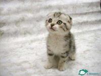 ���������ר��