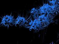 ���������¼���ר��