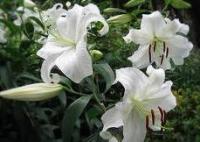 ���밵�ھ����ר��