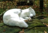 ����С���ӵ�ר��