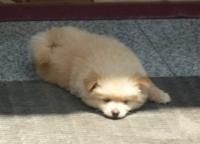 ���뻯���ר��