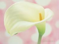 ����èС����ר��