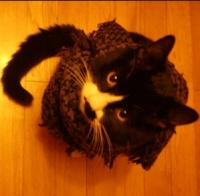 ���������ר��