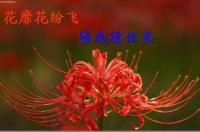 ���뻨�������ר��