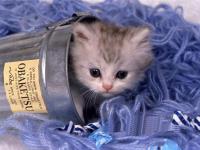 ����ɷѪ������ר��