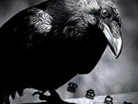 �����ɫ��ѻ��ר��