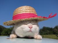 ����è����ר��