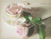 ������ϵ�ר��