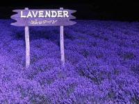 ����������ŵ��ר��