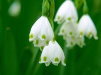 ����ϫ뾵�ר��