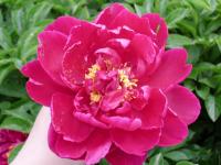 �����ϼ���ר��