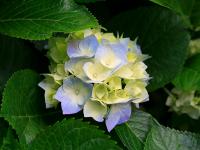 ����Ӄ���ʑ���ר��