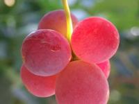 �������̵�ר��