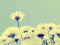 进入画染的专栏