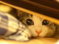 ����Koala��ר��