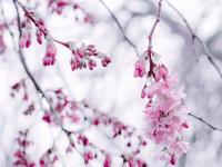 �����ѩȼ˪��ר��