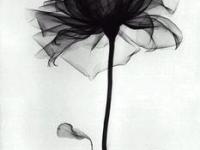 进入蓝树oO的专栏