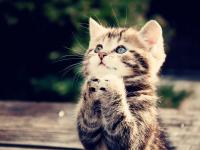 进入喵渣的专栏