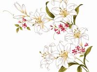 ����ҶƬ��ר��