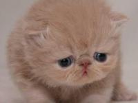 �����Ы��ר��