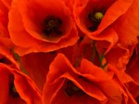 ������ˮ���䰮��ר��