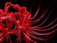 �������ѩ��ר��