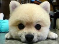 �����������ר��