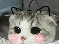 �����̨ҹ�µ�ר��