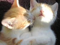 ����������Ƶ�ר��