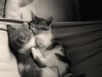 ����΢Ц���ػ���ר��