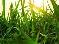 ����ִ�ֵ�ר��