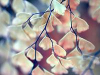 ������δ����,�������¾���ר��