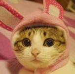 ���뷱����侵�ר��