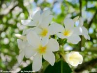 ���������ר��