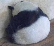 ���������ר��