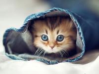 �M�븣�ݵČ���