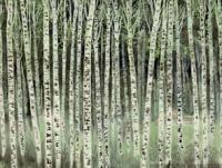 ���������ר��