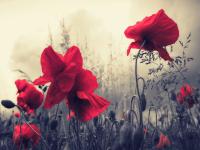 ����ɽ�ӹ��ֵ�ר��