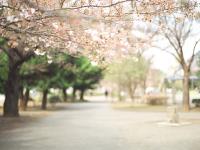 ������Ҷ�ﺮ��ר��