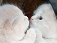 ����LL��ʥ��ר��