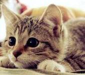 �����������ר��