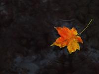 ������ˮ짶���ר��