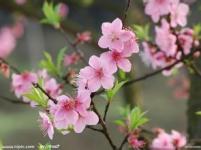 ����һ����ľ��ר��