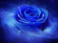 ��������С�ݵ�ר��