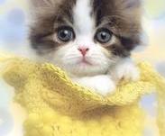 ����shiro1110��ר��