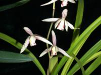 �������ٵ�ר��