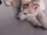 ���밢ľľ��ר��